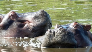 Happy hippos on the Tanzania Spiritual Adventure Tour with Amy Pattee Colvin