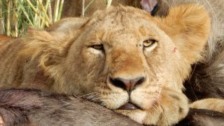 Lioness after feeding on a wildebeest in the northern Serengeti
