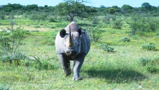Rhinos are a feature of Mkomazi National Park