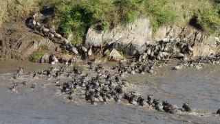 Wildebeest migration on the Tanzania Spiritual Adventure Tour with Amy Pattee Colvin
