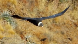 Andean Condor at Colca Canyon on the Peru Spiritual Tour with Amy Pattee Colvin.