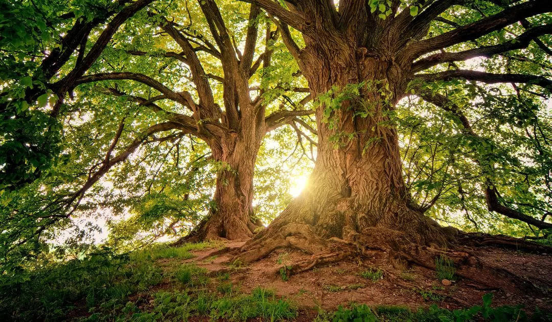 Finding Somatic Grounding in a Chaotic World (Tao Te Ching Verse 16)