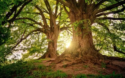 Finding Somatic Grounding in a Chaotic World (Tao Te Ching Verse 16)