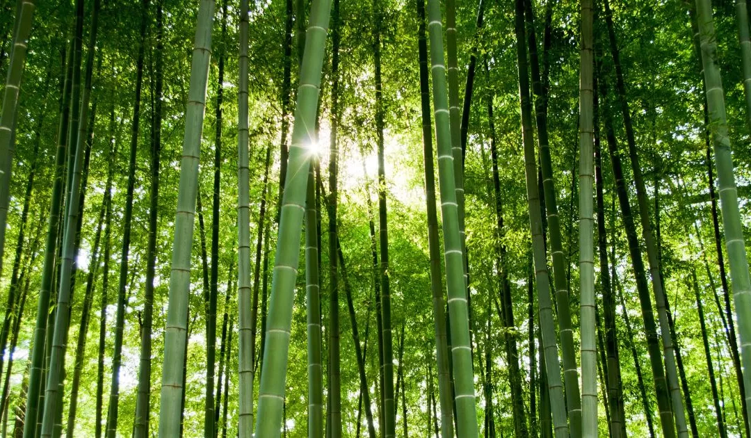 Armor vs. Boundaries and the Power of Flexibilty (Tao Te Ching Verse 76)