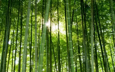 Armor vs. Boundaries and the Power of Flexibilty (Tao Te Ching Verse 76)