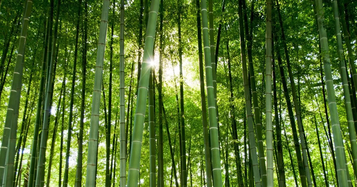 Tao Te Ching Verse 8 teaches us to navigate life’s obstacles without friction by embracing the effortless, nourishing quality of water.