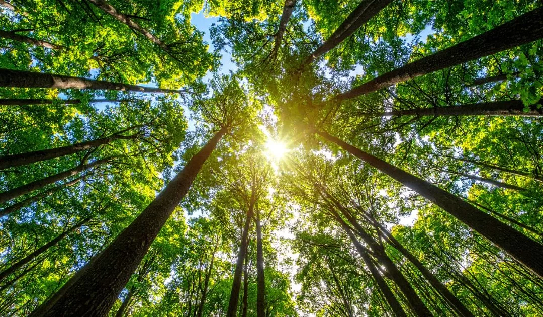 Cultivating Inner Wealth: Knowing You Are Enough (Tao Te Ching Verse 33)