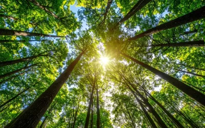 Cultivating Inner Wealth: Knowing You Are Enough (Tao Te Ching Verse 33)