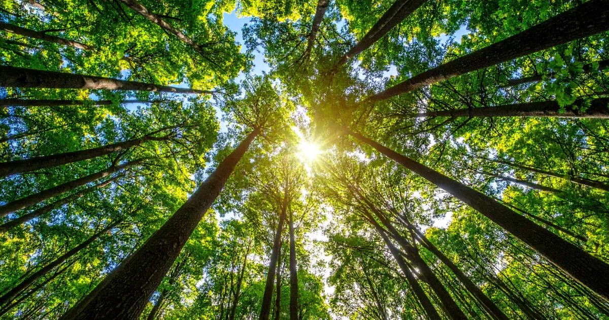 Tao Te Ching Verse 8 teaches us to navigate life’s obstacles without friction by embracing the effortless, nourishing quality of water.