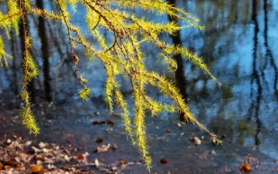 The Strength of Suppleness: Rewiring Your Brain Through Somatic Yielding (Tao Te Ching Verse 76)