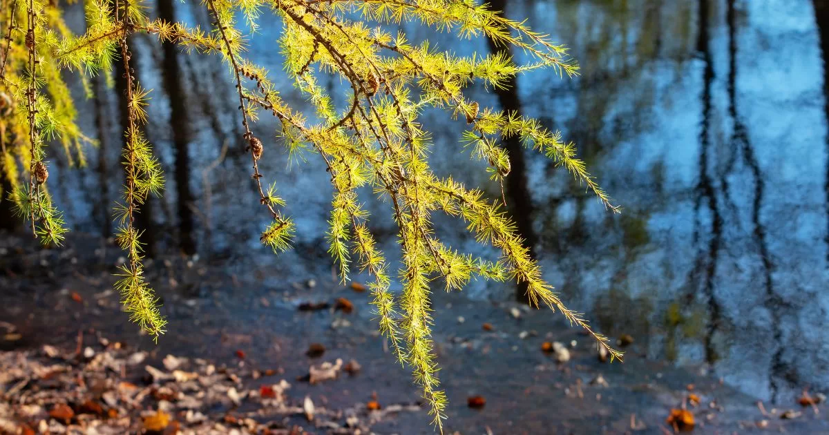The Triumph of Yielding Verse 76 Tao Te Ching Verse 8 teaches us to navigate life’s obstacles without friction by embracing the effortless, nourishing quality of water.