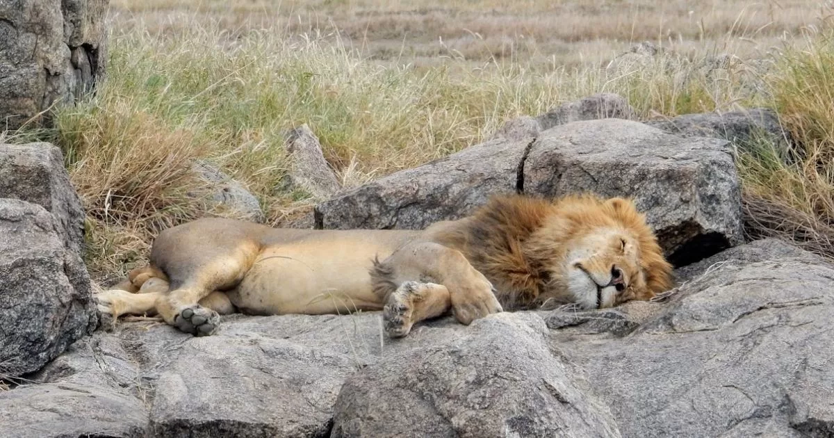 A male lion sleeping completely relaxed on sunlit rocks, embodying stimulus-free rest and restored vitality.
