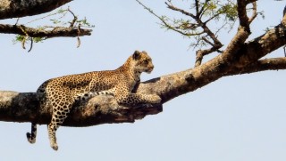 See leopards on the Tanzania spiritual tour.