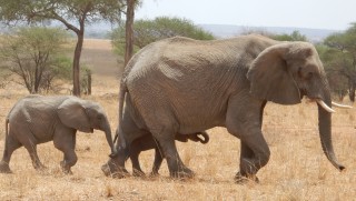 Elephant herds are a feature of Tarangire National Park